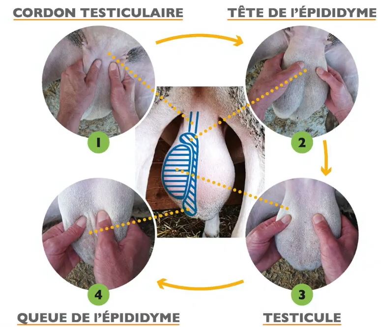 Do It Yourself Comment Ausculter Une Brebis Ou Un Bélier Soi Même Réussir Pâtre 